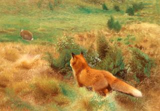 Fox stalking hare