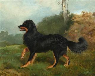 Sharp, brother of Fern, a Collie dog