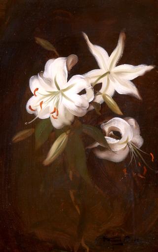 Still Life of White Lilies