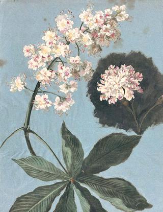 Branch of Chestnut Flowers and a White and Pink Carnation