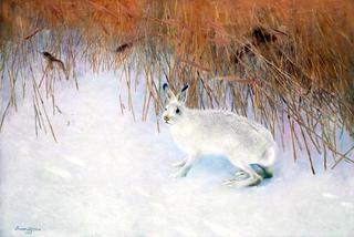 Hare in a Winter Landscape