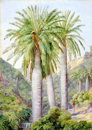 Chilian Palms in the Valley of Salto