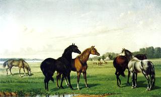 Horses in a Pasture