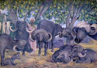 Buffalos of Bhownuggar. Kattiwah. India. Febr. 1879