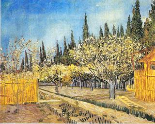 Orchard Surrounded by Cypresses
