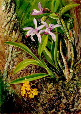 Brazilian Orchids and Other Epiphytes
