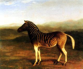 A Male Quagga from Africa