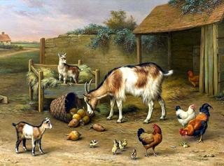 Goats, chickens and chicks in a farmyard