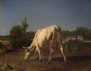 A Cow in the Pastures