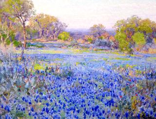 A Field of Blue Bonnets, Late Afternoon Sunlight