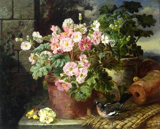 Primula in a Pot and a Chaffinch