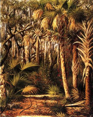 Palm Hammock with Epiphytes