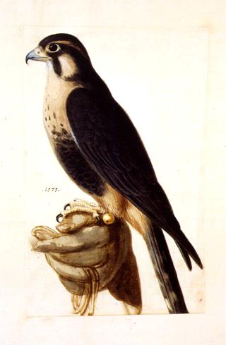 Aplomado Falcon on Gloved Hand