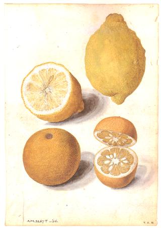 Lemon and Seville Orange Fruits