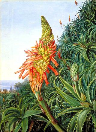 Common Aloe in Flower, Teneriffe