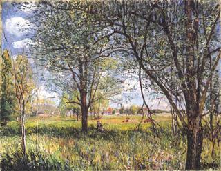 Willows in a field - afternoon