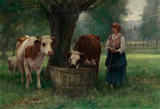Young Woman Watering Cattle