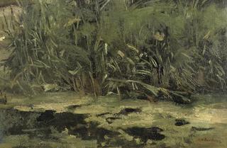 Reed at the riverbank