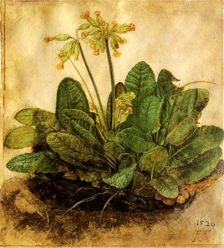 'Tuft of Cowslips' or 'Primula'