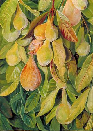 Cabazina Pears, Brazil
