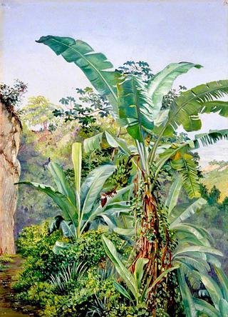 Study of Banana and Trumpet Tree, Jamaica