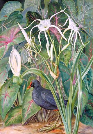 A Swamp Plant and Moorhen, Seychelles
