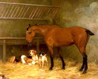 Little Bay Mare with Docked Tail Eating Hay with Three Dogs at Her Feet