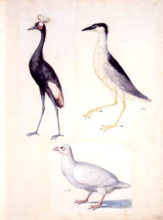 Black Crowned Creame, Night Heron, Albino Partridge