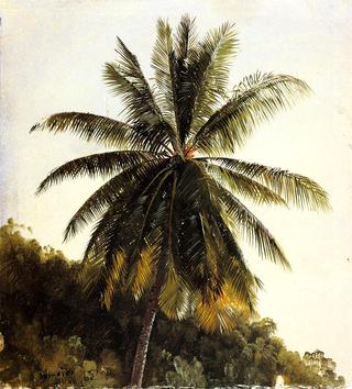 西印度群岛棕榈树