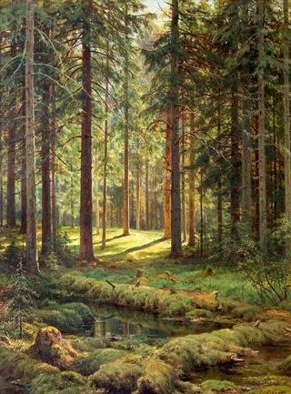 Coniferous Forest on a Sunny Day