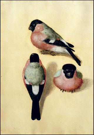 Three Bullfinchs