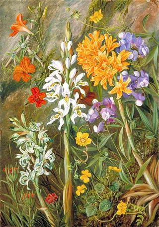 Chilian Ground Orchids and Other Flowers