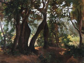 Forest in Livorno