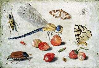 Study of Insects, Butterflies and Flowers