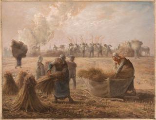 Buckwheat Harvest