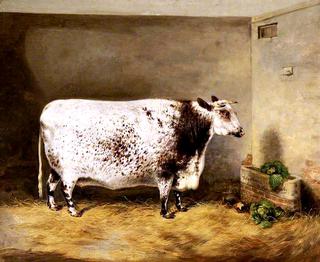 A Prize Shorthorn Cow