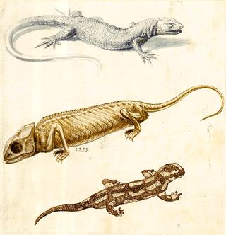 蜥蜴、变色龙和蝾螈的习作