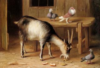 A Goat and Pigeons In a Farmyard