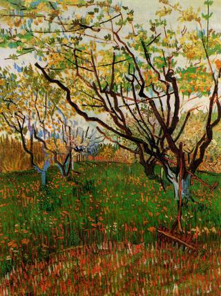 Flowering Orchard