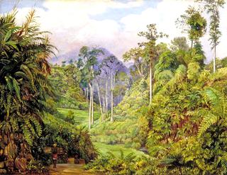 A Clearing in the Forest of Tji Boddas, Java, with Bank of Tree Ferns