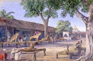 Street of Hunting Cheetahs and Lynx. Ulwar. India 1878