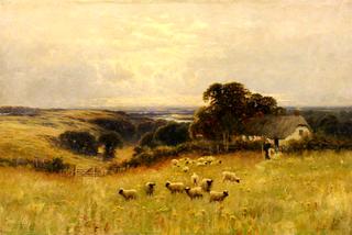Meadow with Sheep