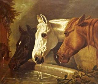 三匹马在饮水槽里