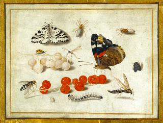 Butterfly, Caterpillar, Moth, Insects, and Currants