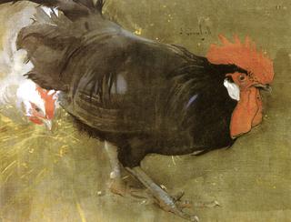 The Black Cock