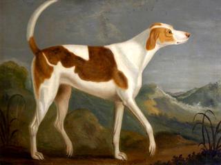 好极了（最喜欢的猎犬），属于约翰·威廉·德拉波尔爵士