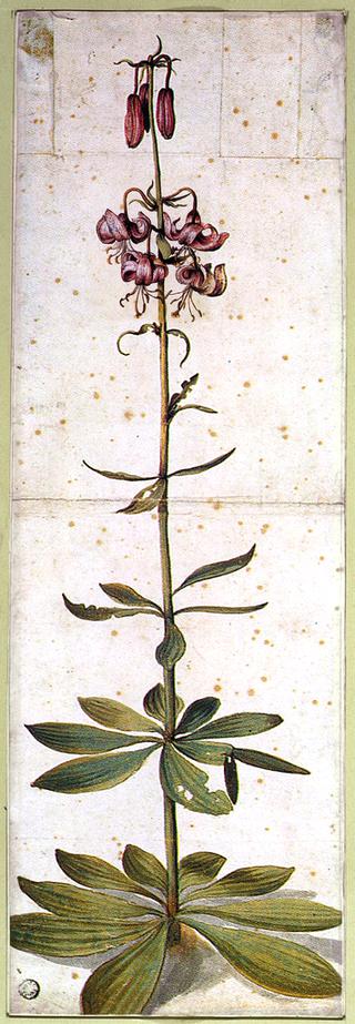 ‘Turk's Cap Lily,(Lilium Martagon)'