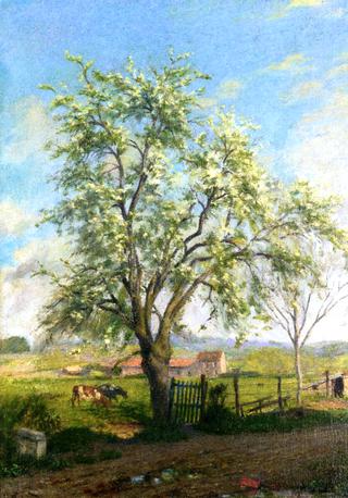 Trees in Spring