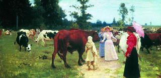 Young ladys walk among herd of cow.