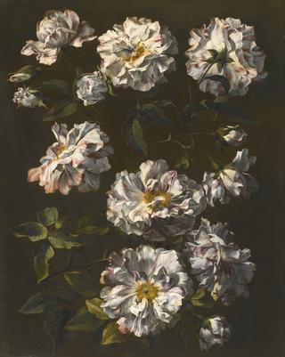 A study of striped white gallica roses